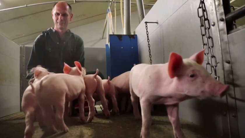 Белгия дава €75 000 на фермер, за да пуска музика на прасетата