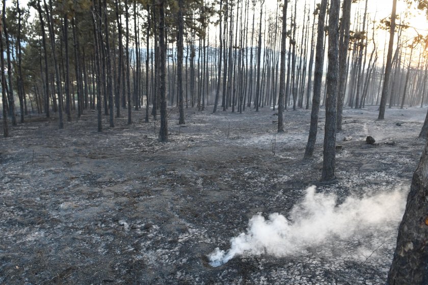 Два големи пожара бушуват край Хасково