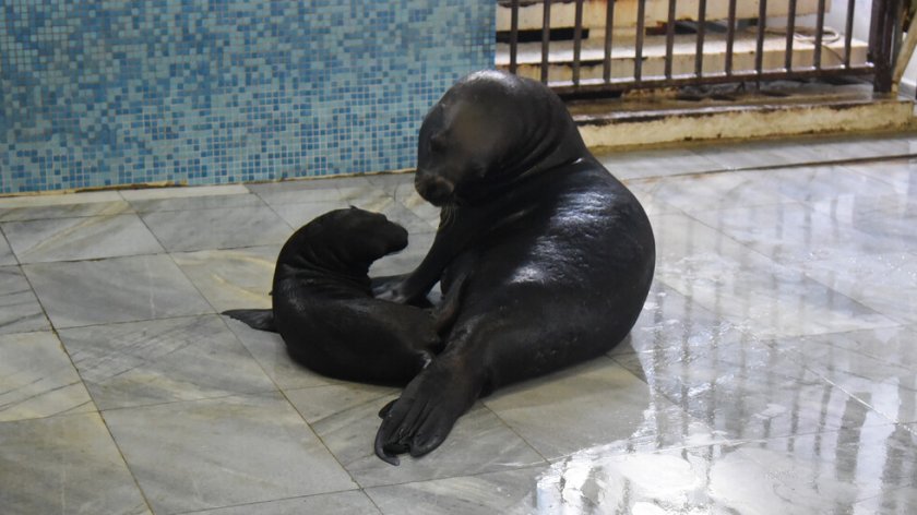 За пръв път от години: В "Делфинариум Варна" се роди тюленче