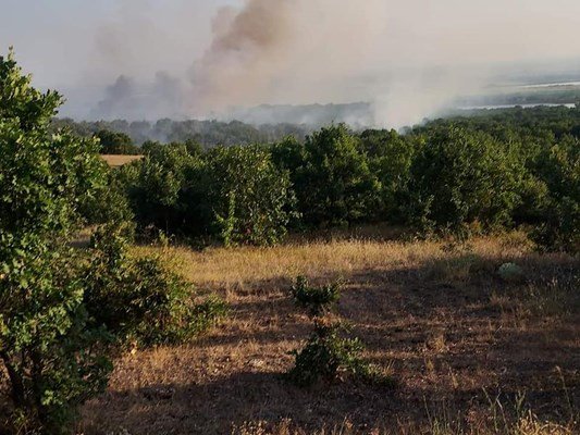 Пожар изпепели 10 декара акациева и борова гора край Карлово.