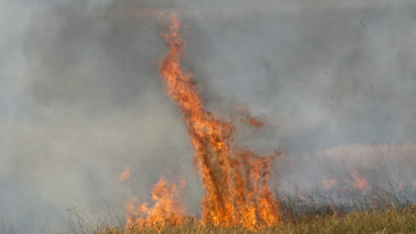 Огън унищожи 1700 декара жито и ечемик в Добричко