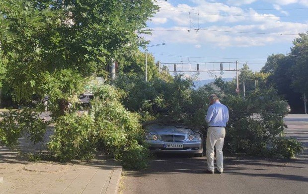 Огромно дърво се стовари върху кола на булевард в Пловдив