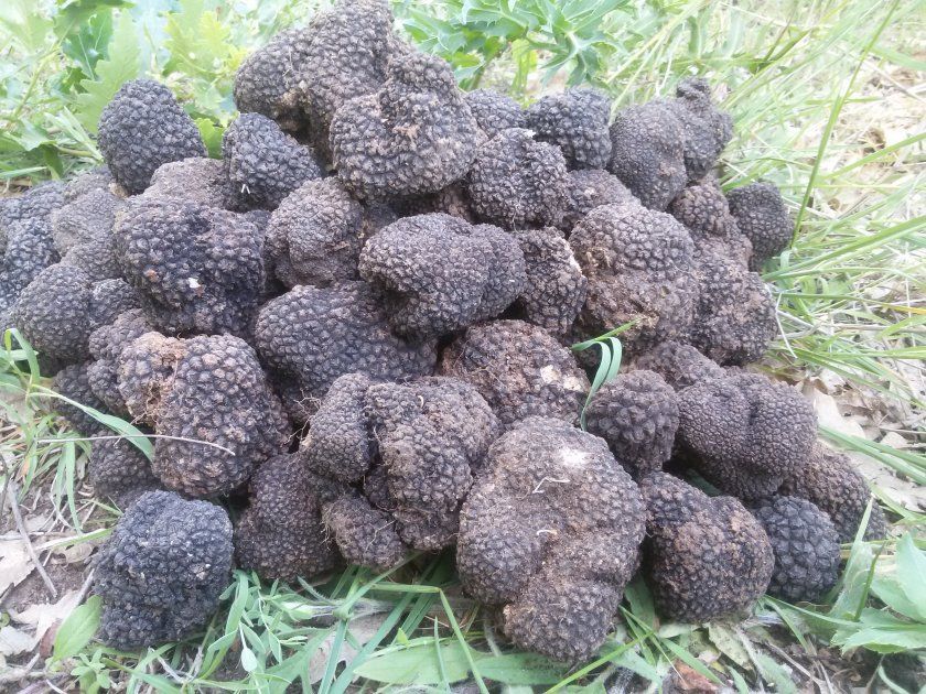 Брането на трюфели се оказва супер печеливша дейност, като опитни