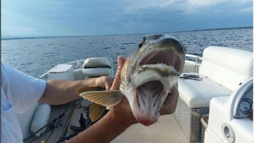 Жена улови риба с две усти