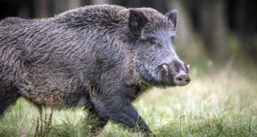 Откриха нов случай на Африканска чума по свинете в Пловдивско