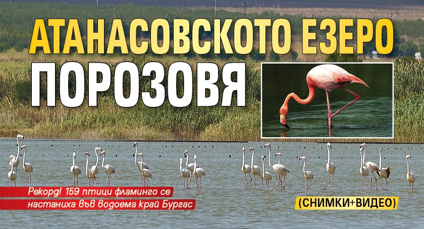 Атанасовското езеро порозовя (СНИМКИ+ВИДЕО)