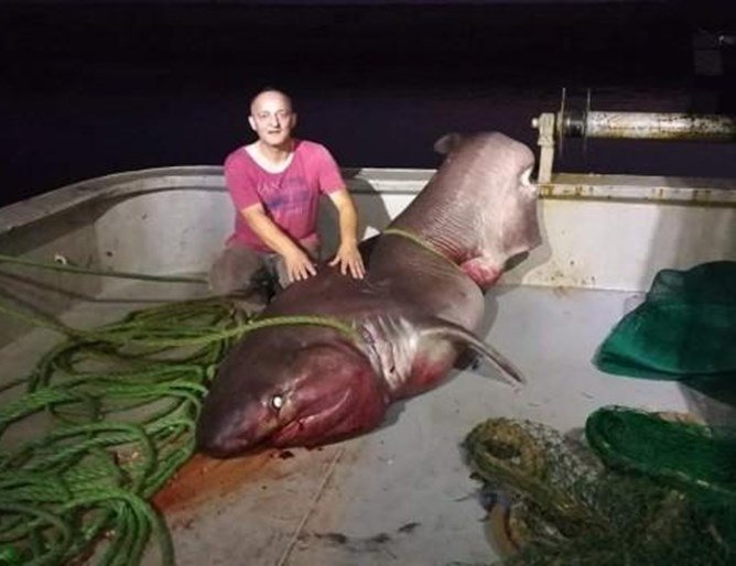 Рибари уловиха 5-метрова акула, тежка 1 тон 