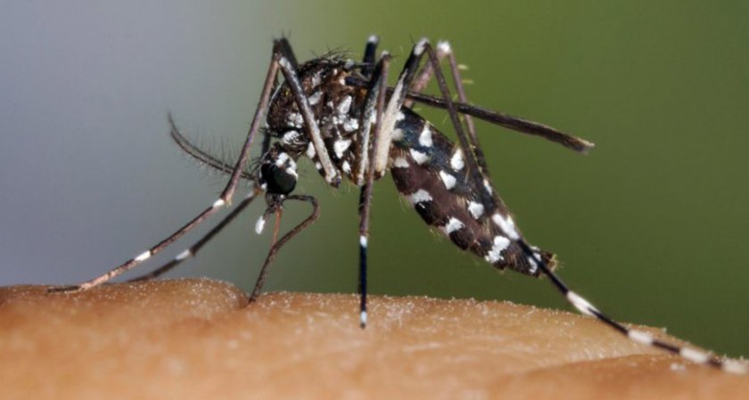 Комарите убили 52 милиарда души