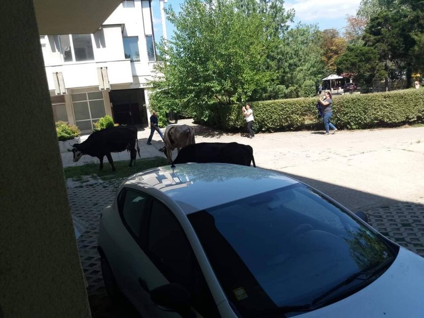 Първо в Lupa.bg: Крави пасат на воля до Терминал 1 на летище "София"