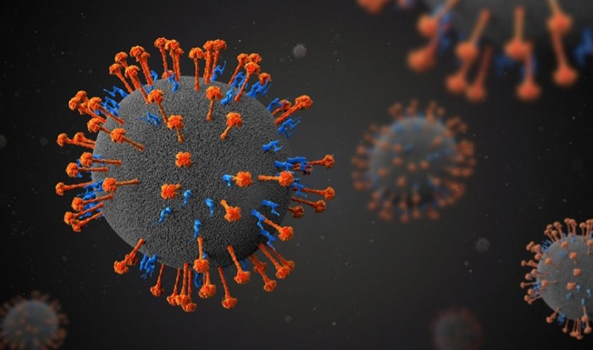 Ето го Лание - нов хенипавирус, който може да заразява хора и животни