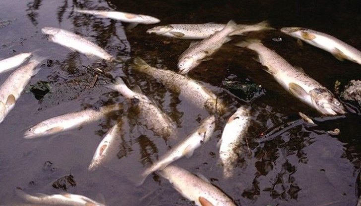 Екоинспекцията във Велико Търново проверява сигнал за мъртва риба в Янтра