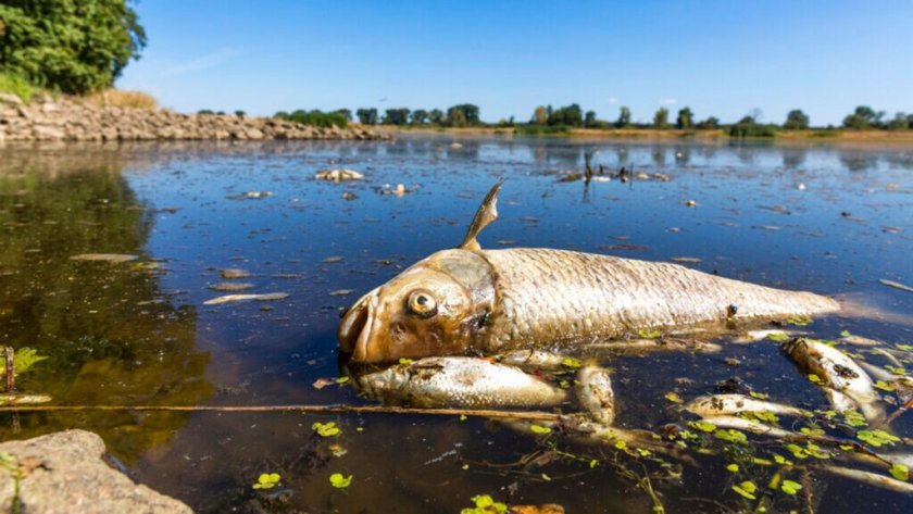 Полша мобилизира военни, за да чистят 10 тона умряла риба