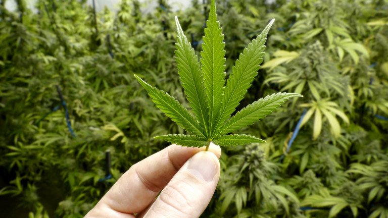Софиянец бе хванат да гледа близо 1000 растения марихуана, които