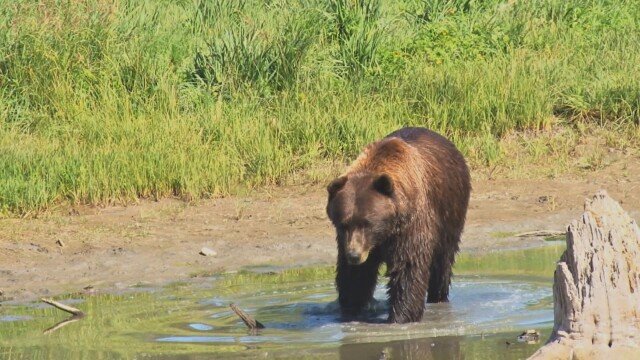 Сигнал за мечка, влязла в двор на къща в Смолян