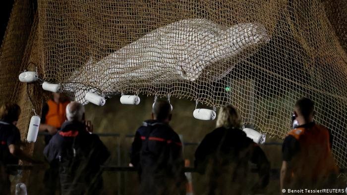 Френските спасителни екипи успяха да извадят от Сена заблудената белуга,