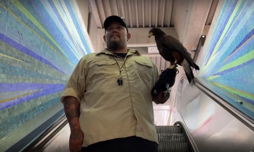 Ястреб ще охранява метрото в Сан Франциско от „проблемни“ гълъби