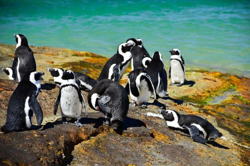 Пингвини измират от…шума от кораби