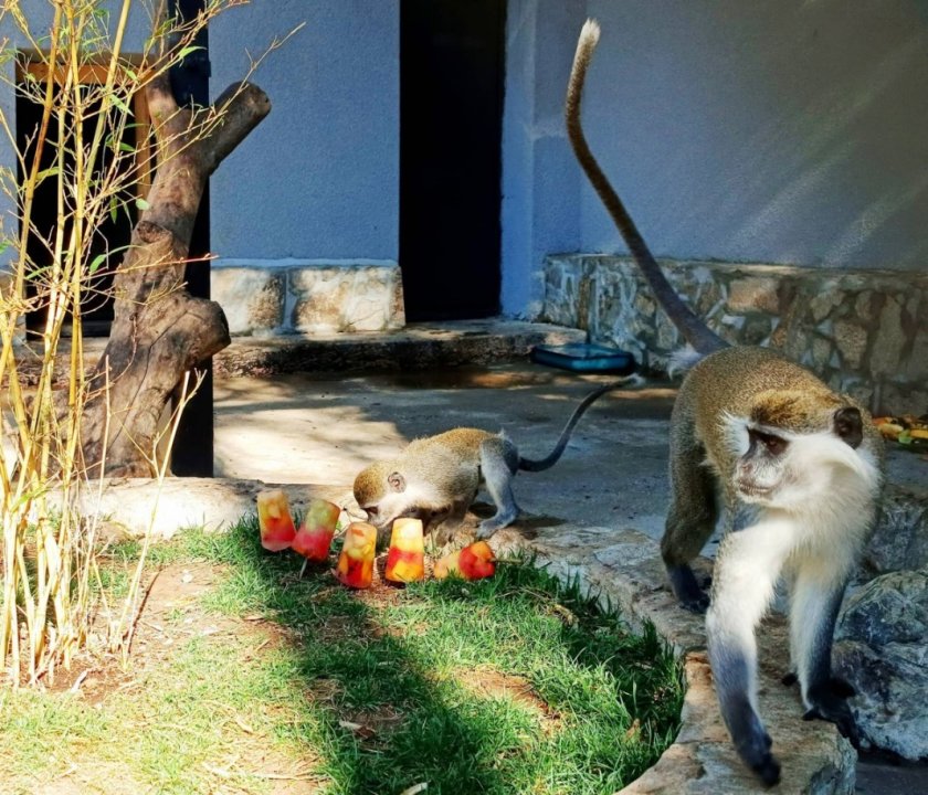Бебе маймунка се роди тази сутрин в старозагорския зоопарк. Животинчето