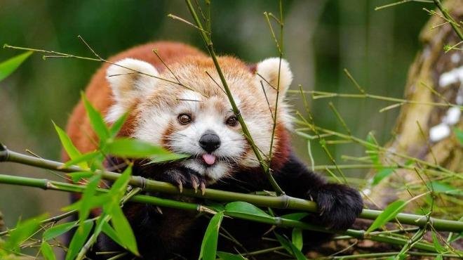 Червена панда от застрашен вид се роди в зоопарк