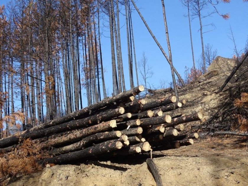 Министърът на земеделието Явор Гечев забрани износа на необработен дървен