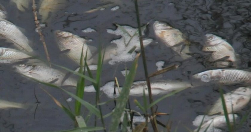 Измря рибата в река Златаришка