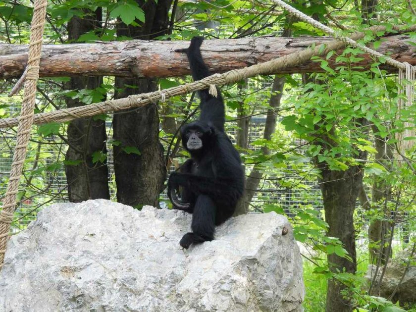 Софийският зоопарк се сдоби с рядка двойка примати