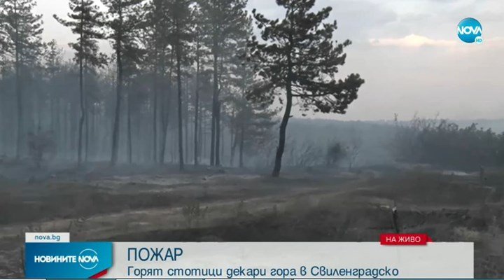 Пожар обхвана стотици декари гора в Свиленградско следобед. Огънят се