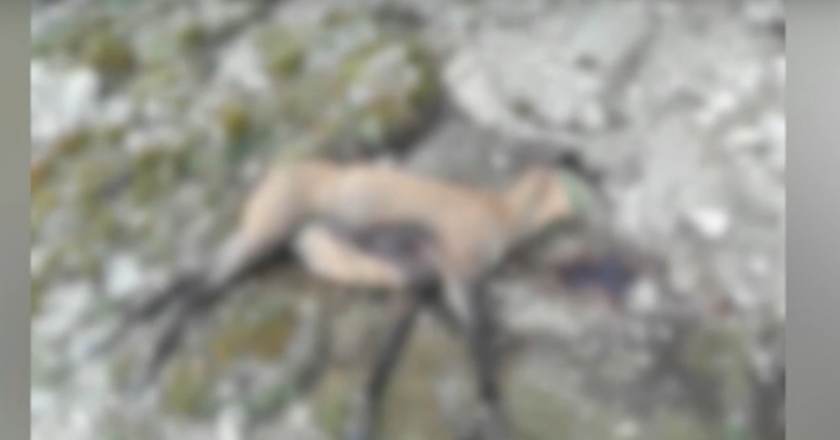 В Пирин планина неизвестни са обезглавили дива коза. Ще има
