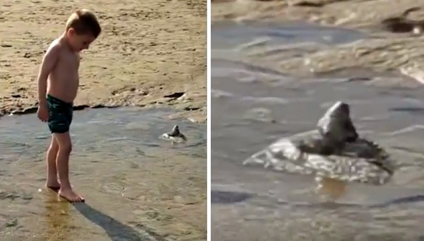 В Уелс странно създание изпълзя от пясъка и поздрави 5-годишно