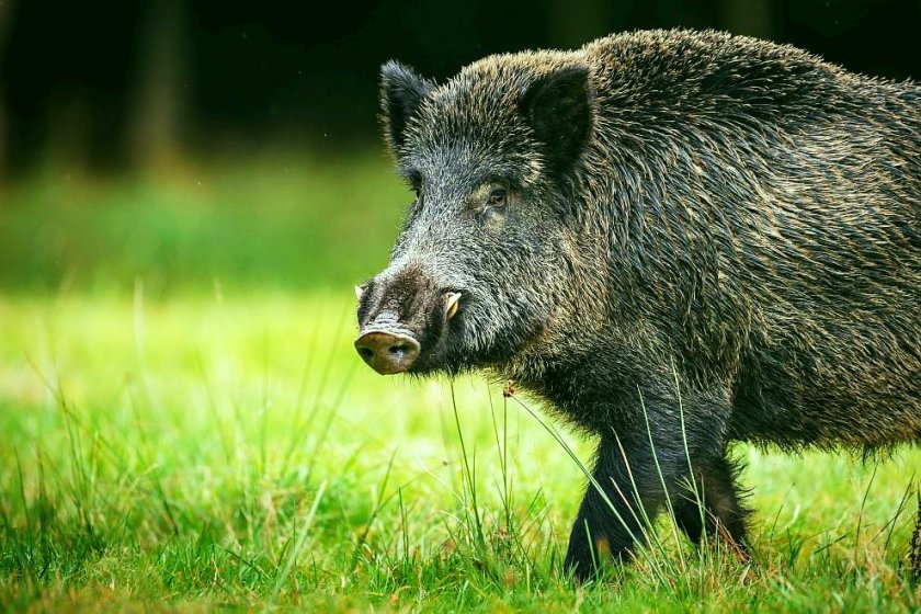 Откриха дива свиня в багажник на кола