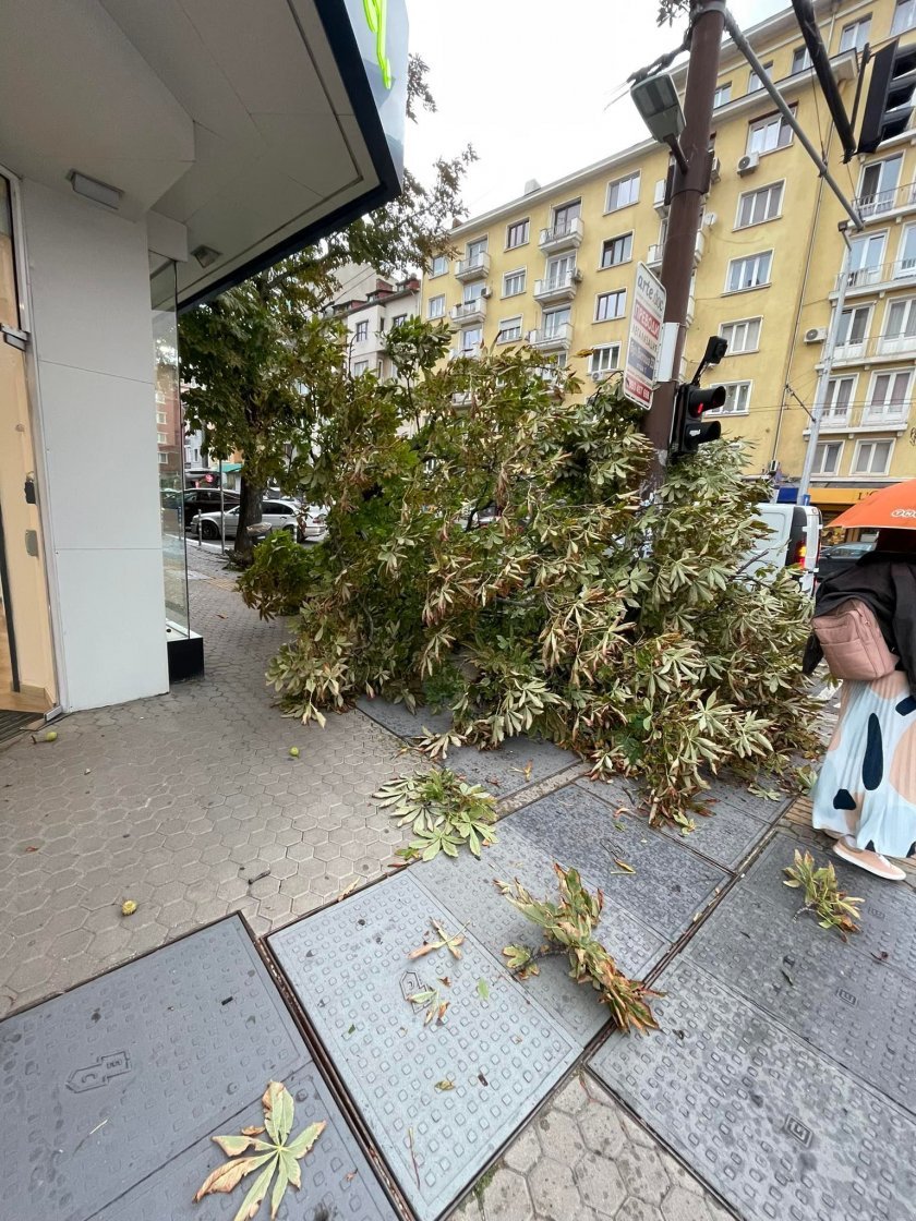 Буря се развихри за кратко в София.Силните ветрове прекършиха кестен