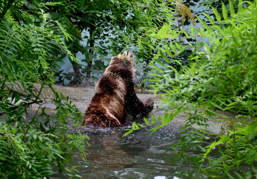 34-годишната мечка Нада от Парка за мечки край Белица е