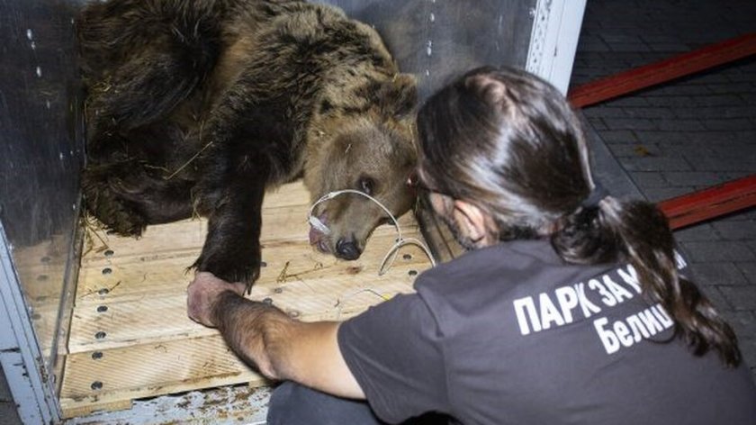 Браво! Спасихме мечка, пленена в Скопие