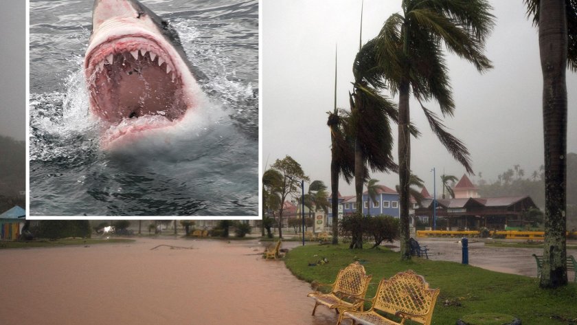 Акули плуват по улиците из Флорида след урагана (ВИДЕО)