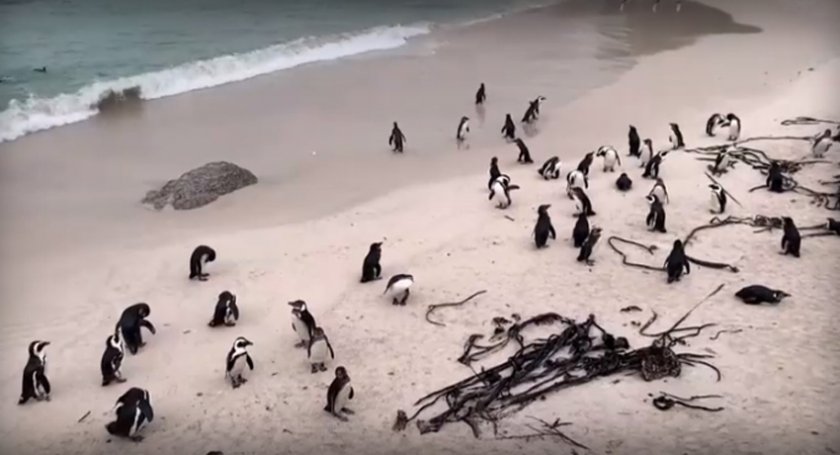 Вирус мори колония пингвини на плаж в Кейптаун