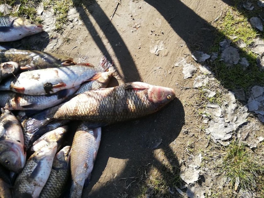 Седем тона мъртва риба заради пресъхнал язовир край Ямбол