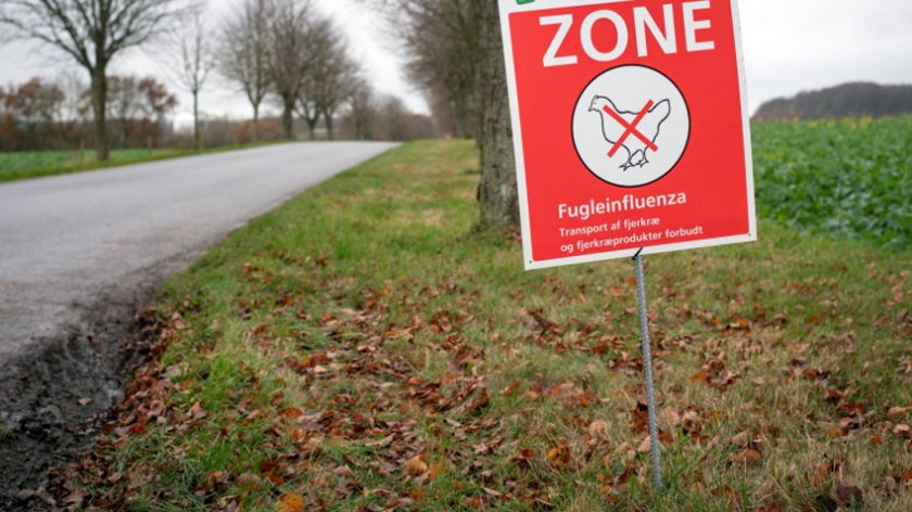 Нидерландия избива 102 000 пилета заради птичи грип