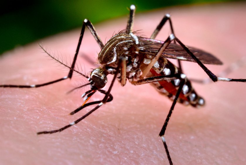 Учени откриха как ни „надушват” комарите