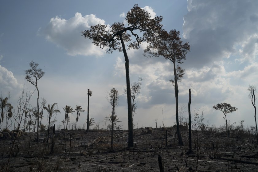 В Амазония секат гори, за да оцелеят