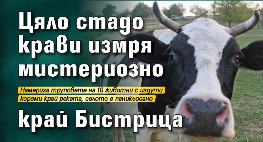 Цяло стадо крави измря мистериозно край Бистрица