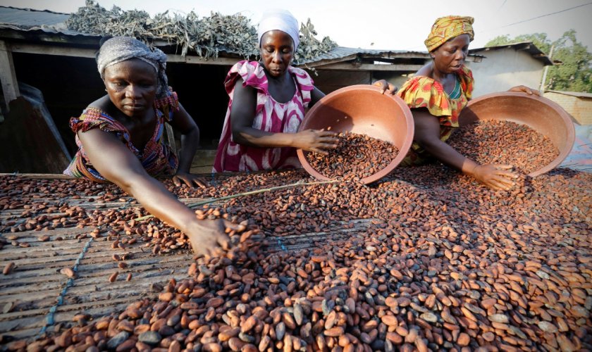 Гана повиши гарантираната фермерска цена, плащана на производителите на какао,
