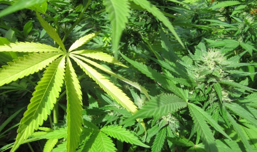 Близо 8 кг канабис открит в необитаеми къщи