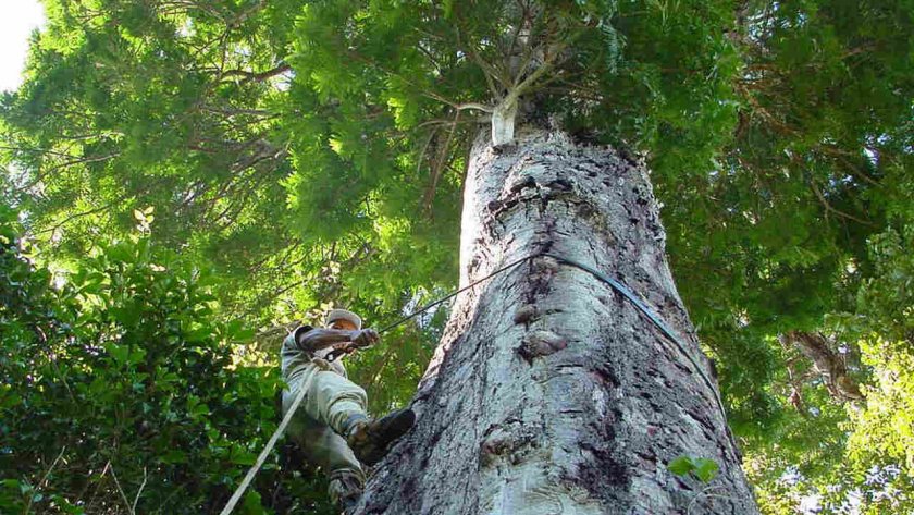 Учени откриха дърво колкото 25-етажна сграда