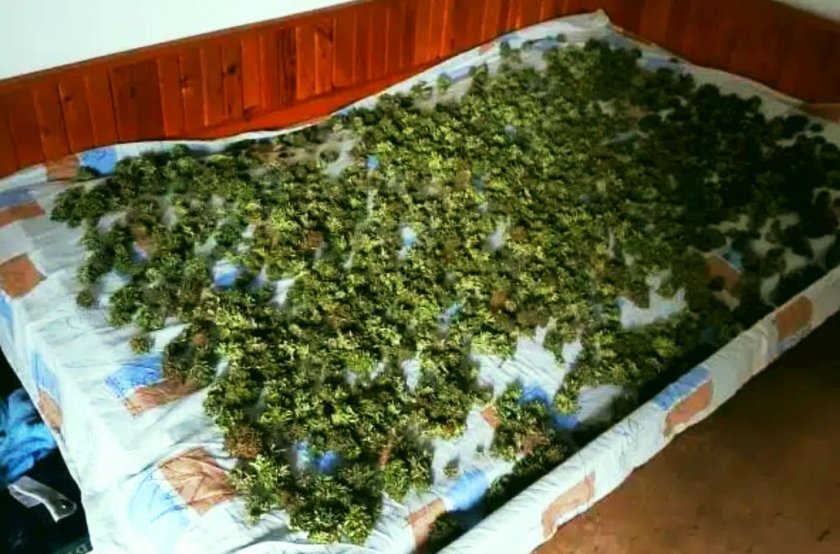 Спецакция в Пернишко: Двама са задържани заради голямо количество наркотици (СНИМКА)