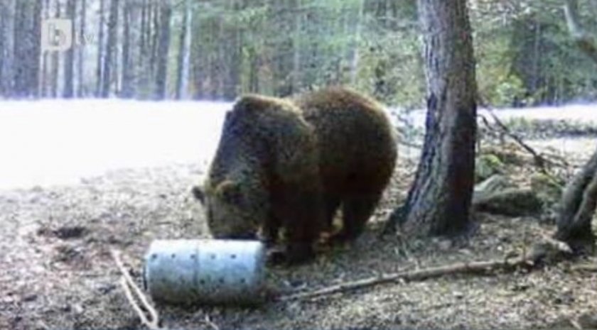 15 нападения от мечки в Смолянско за месец
