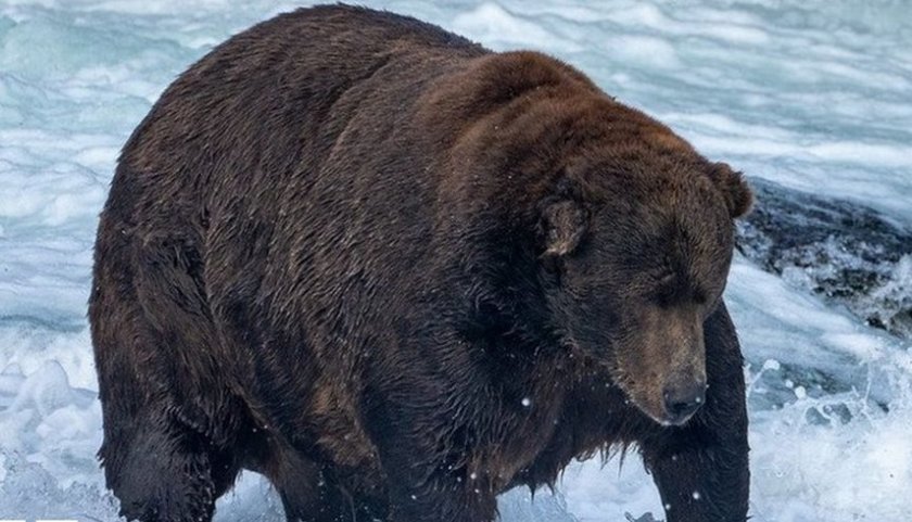 НА МИКРОФОНА: Вижте най-дебелата мечка в света