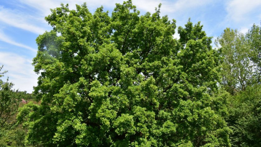 Пет вековни дървета в областите Благоевград, Перник, Кюстендил и Ловеч са