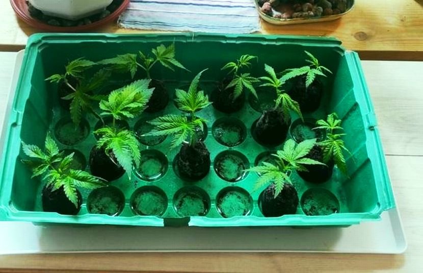 Петима са задържани за разпространението на наркотици (СНИМКА)