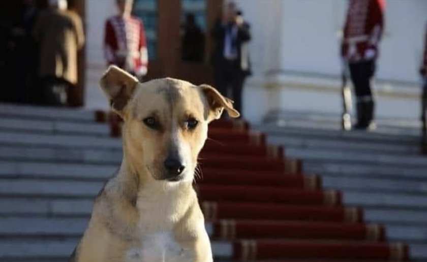 Да се смееш ли... Балада за кучето пред парламента
