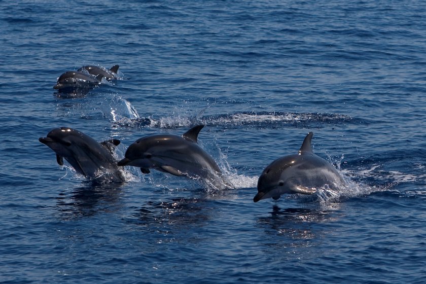 Около 50 хиляди делфини са загинали в Черно море заради войната